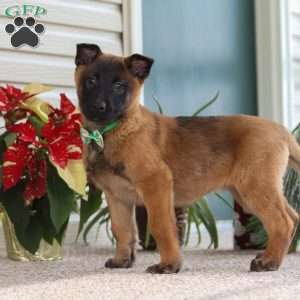 Honey, Belgian Malinois Puppy